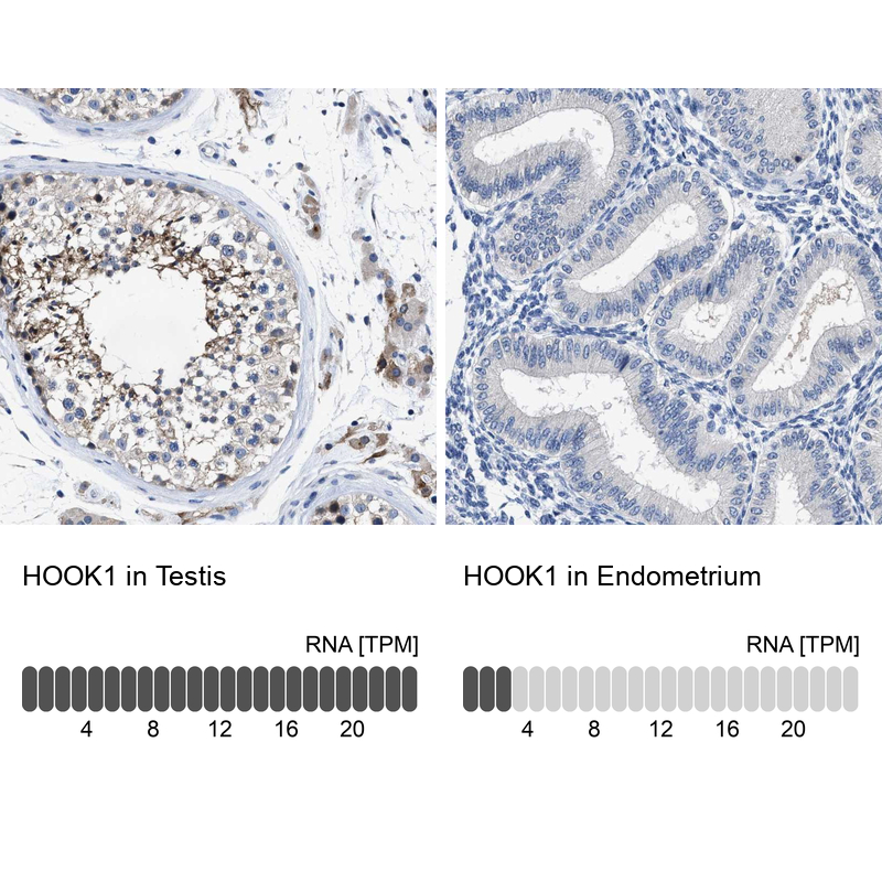 Anti-HOOK1 Antibody