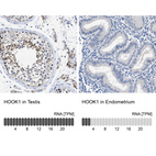 Anti-HOOK1 Antibody