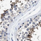 Immunohistochemical staining of human testis using Anti-HOOK1 antibody HPA018820.