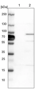 Lane 1: NIH-3T3 cell lysate (Mouse embryonic fibroblast cells)_br/_Lane 2: NBT-II cell lysate (Rat Wistar bladder tumour cells)