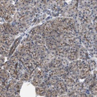 Anti-CDPF1 Antibody