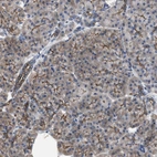 Anti-CDPF1 Antibody