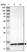 Anti-CDPF1 Antibody