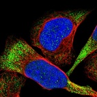 Immunofluorescent staining of human cell line U-2 OS shows localization to cytosol.