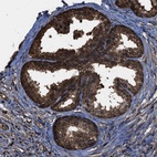 Anti-FNTA Antibody