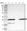 Anti-FNTA Antibody