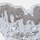 Immunohistochemical staining of human skin shows weak cytoplasmic positivity in squamous epithelial cells.