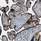 Immunohistochemical staining of human placenta shows strong cytoplasmic positivity in trophoblastic cells.