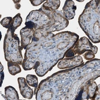 Immunohistochemical staining of human placenta shows strong cytoplasmic positivity in trophoblastic cells.