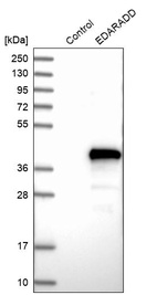 Western blot analysis in control (vector only transfected HEK293T lysate) and EDARADD over-expression lysate (Co-expressed with a C-terminal myc-DDK tag (~3.1 kDa) in mammalian HEK293T cells, LY403313).