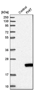 Western blot analysis in control (vector only transfected HEK293T lysate) and fHIT over-expression lysate (Co-expressed with a C-terminal myc-DDK tag (~3.1 kDa) in mammalian HEK293T cells, LY419588).