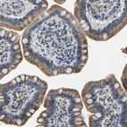 Immunohistochemical staining of human small intestine shows moderate cytoplasmic positivity in glandular cells.