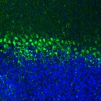 Immunofluorescence staining of mouse cerebellum shows moderate cytoplasmic positivity in neurons.