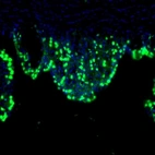 Immunofluorescence staining of mouse subfornical organ shows positivity in a subset of cells.