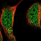 Immunofluorescent staining of human cell line U-2 OS shows localization to nucleoplasm & mitochondria.
