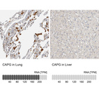 Anti-CAPG Antibody