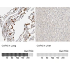 Anti-CAPG Antibody