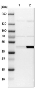 Lane 1: NIH-3T3 cell lysate (Mouse embryonic fibroblast cells)_br/_Lane 2: NBT-II cell lysate (Rat Wistar bladder tumour cells)