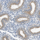 Immunohistochemical staining of human endometrium shows low expression as expected.