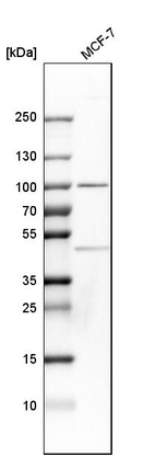 Western blot analysis in human cell line MCF-7.