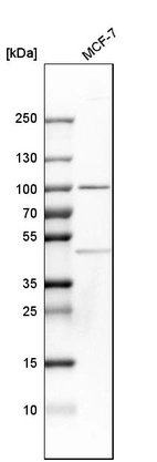 Western blot analysis in human cell line MCF-7.