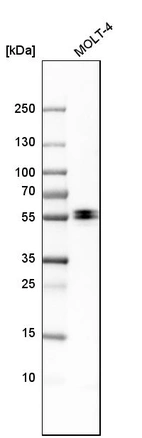 Western blot analysis in human cell line MOLT-4.