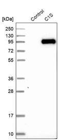 Western blot analysis in control (vector only transfected HEK293T lysate) and C1S over-expression lysate (Co-expressed with a C-terminal myc-DDK tag (~3.1 kDa) in mammalian HEK293T cells, LY400655).