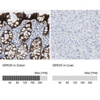 Anti-GPA33 Antibody