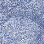 Immunohistochemical staining of human tonsil shows no positivity in non-germinal center cells as expected.