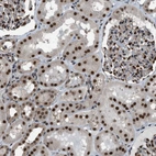 Immunohistochemical staining of human kidney shows moderate to strong nuclear positivity in cells in tubules.