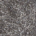 Immunohistochemical staining of human lymph node shows moderate to strong nuclear positivity in non-germinal center cells.