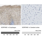 Anti-SERPINB1 Antibody