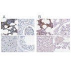 Immunohistochemical staining of human bone marrow, kidney, liver and testis using Anti-SERPINB1 antibody HPA018871 (A) shows similar protein distribution across tissues to independent antibody HPA052642 (B).