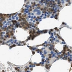 Immunohistochemical staining of human bone marrow using Anti-SERPINB1 antibody HPA018871.