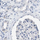 Immunohistochemical staining of human kidney using Anti-SERPINB1 antibody HPA018871.