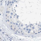 Immunohistochemical staining of human testis using Anti-SERPINB1 antibody HPA018871.