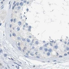 Immunohistochemical staining of human testis using Anti-SERPINB1 antibody HPA018871.