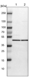 Lane 1: NIH-3T3 cell lysate (Mouse embryonic fibroblast cells)_br/_Lane 2: NBT-II cell lysate (Rat Wistar bladder tumour cells)