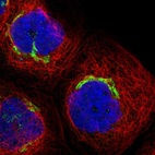 Immunofluorescent staining of human cell line A-431 shows localization to the Golgi apparatus.