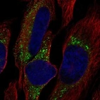 Anti-COL7A1 Antibody