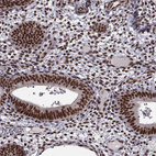 Immunohistochemical staining of human endometrium shows moderate to strong nuclear positivity in glandular cells.