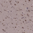 Immunohistochemical staining of human cerebral cortex shows moderate to strong nuclear positivity in neuronal cells.