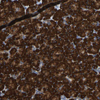 Immunohistochemical staining of human pancreas shows strong cytoplasmic positivity in exocrine glandular cells.