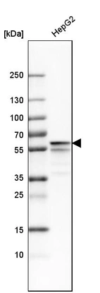 Western blot analysis in human cell line HepG2.