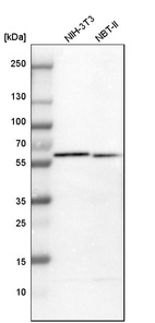 Western blot analysis in mouse cell line NIH-3T3 and rat cell line NBT-II.