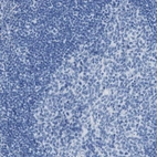 Immunohistochemical staining of human tonsil shows no positivity in non-germinal center cells as expected.