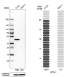 Western blot analysis in human cell lines A-431 and MCF-7 using Anti-APOL1 antibody. Corresponding APOL1 RNA-seq data are presented for the same cell lines. Loading control: Anti-GAPDH.