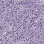 Immunohistochemical staining of human pancreas shows low expression as expected.