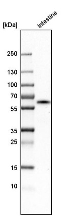 Western blot analysis in human small intestine tissue.
