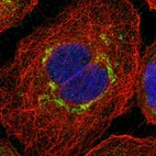Immunofluorescent staining of human cell line A-431 shows localization to the Golgi apparatus.